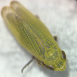 Verdanus abdominalis